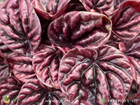 peperomia-red-schumi