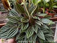 peperomia-rosso