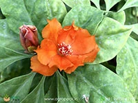 Pereskia-grandifolia-Orange-Cactus-Rose3