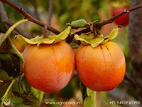 Persimmon6
