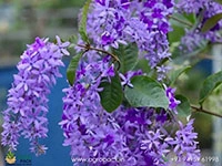 petria-blue-and-white