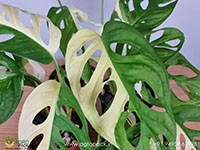 philodendron-adansonii-variegated