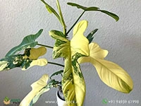 philodendron-bipennifolium-variegated