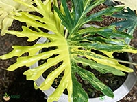 philodendron-bipinnatifidum-variegated