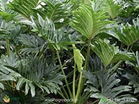 philodendron-bipinnatifidum