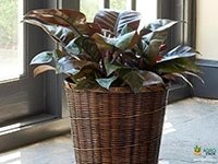 philodendron-black-cardinal