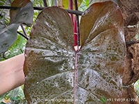 philodendron-black-chocolate