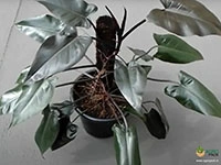 philodendron-black-knight
