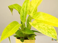 philodendron-calkins-gold