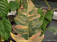 philodendron-caramel-marble