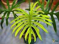 philodendron-elegans