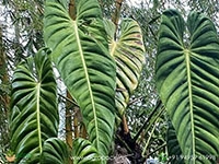 Philodendron-Esmeraldence2