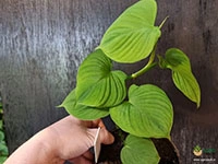 philodendron-fibraecataphyllum