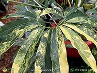 Philodendron-Goeldii-Variegated1