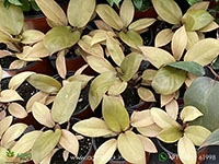 philodendron-gold-cardinal