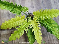 philodendron-golden-crocodile