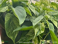 philodendron-hedricianum-verigated