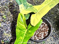 philodendron-jennifer-variegated