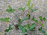 Philodendron-Jennifer2