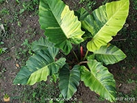 philodendron-jungle-fever-variegated