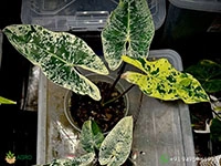 philodendron-llsemanii-variegata