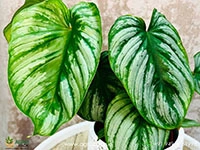 philodendron-mamei