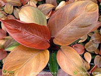 philodendron-mccolley