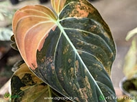 philodendron-melanochrysum-bonfire