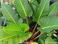 philodendron-melinonii