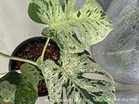 philodendron-monstera-bulbasaur