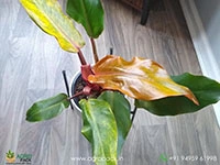 philodendron-orange-marmalade