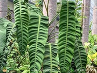 philodendron-patriciae