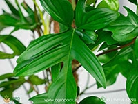 philodendron-pedatum