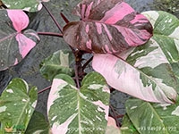 philodendron-pink-princess-giant