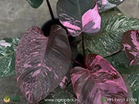 philodendron-pink-princess-marble-galaxy