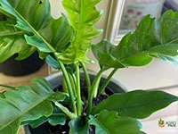 philodendron-pluto-green