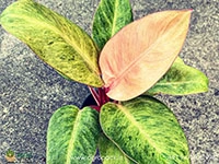Philodendron-Red-Congo-Mint1