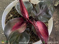 philodendron-red-heart