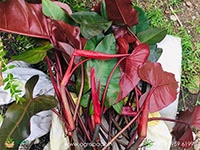 philodendron-red-majesty