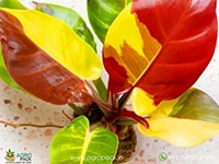 Philodendron-Red-Moon-Yellow-Flame5