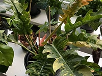 Philodendron Prince Albert Plant For Sale In India | Online plant nursery