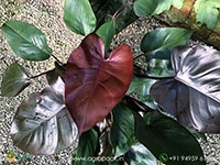 Philodendron-Royal-Queen-Black1