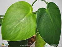 philodendron-rugosum-pigskin