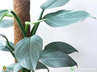 philodendron-silver-sword