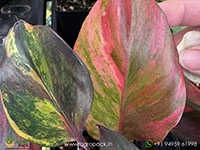 philodendron-skittles-white-knight-multicolor
