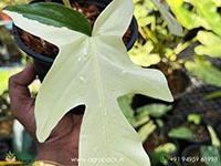 Philodendron-Squamiferum-Albo1
