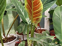 philodendron-subhastatum
