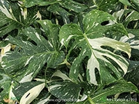Philodendron-Thai-Constellation1