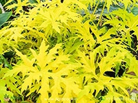 philodendron-warsceiweichi