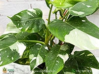 philodendron-white-princess